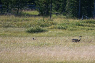 Turna yuvası Lamar Vadisi 'nde çakalların saldırısına uğradı.