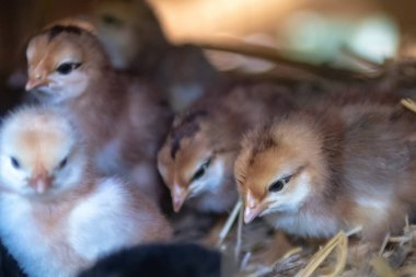 Anne tavuk ve yavru tavuklar. 