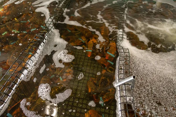 Levende hummer i akvarium beregnet på salg i fiskebutikk – stockfoto