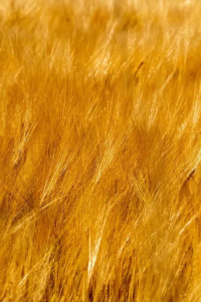 Goldene Weizenfelder an sonnigen Tagen in Wyoming — Stockfoto