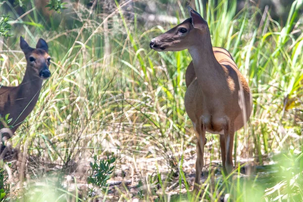 Cervo de corça de cauda branca na floresta — Fotografia de Stock