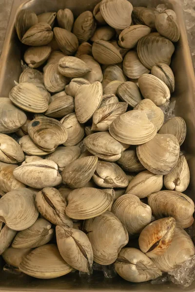 Shellfish clams on display for sale after harvest — Stock Photo, Image