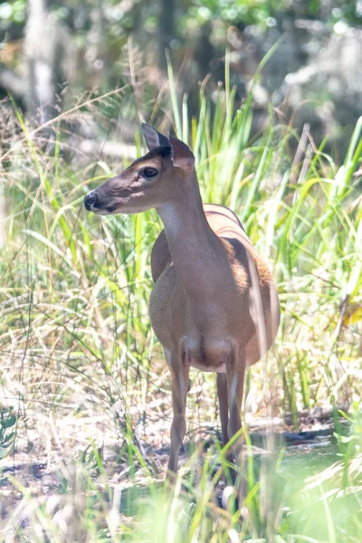 Cervo de corça de cauda branca na floresta — Fotografia de Stock