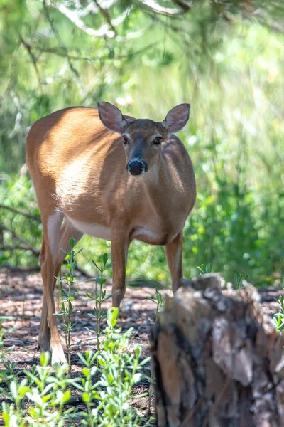 Cervo de corça de cauda branca na floresta — Fotografia de Stock