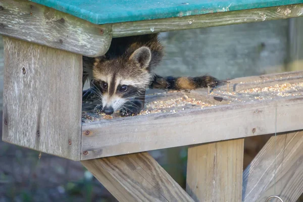 Raccoon stealing food from feeder — Stockfoto