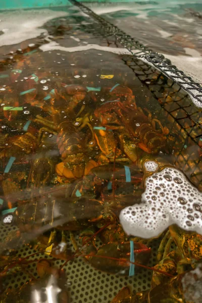 Aragosta viva in acquario in vendita nel negozio di pesce — Foto Stock