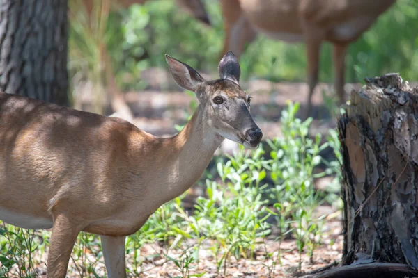 White tail doe deer in forest — Stock Photo, Image