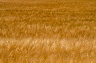 Wyoming 'de güneşli bir günde altın buğday tarlaları