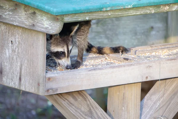 Raccoon stealing food from feeder — Stok fotoğraf