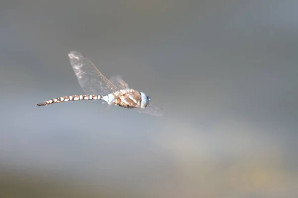 Libellula Colorata Volo Mezz Aria — Foto Stock