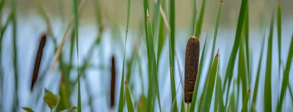 Vass Greener Vid Sjön Tidig Morgon Abstracts — Stockfoto