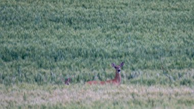 Solgun Washington 'daki sihirli buğday tarlaları