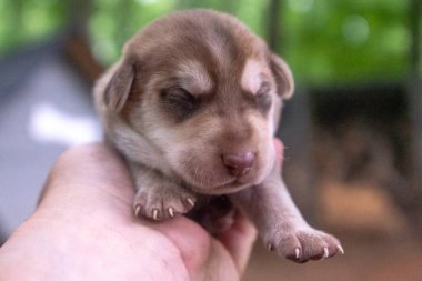 Bir haftalık yeni doğmuş köpek yavruları köpek kulübesinde geziniyor.