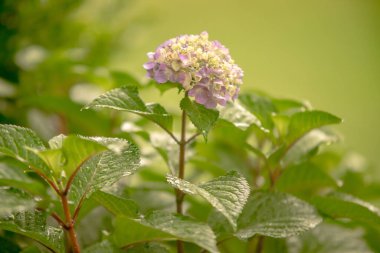 Ortanca yaz çiçekleri sisli yağmurdan sonra