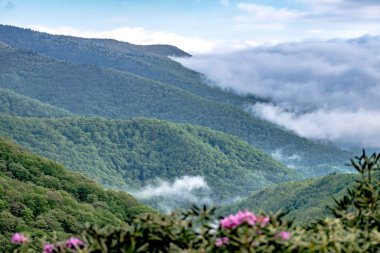 Blue Ridge Park Dağları 'nda bahar mevsimi