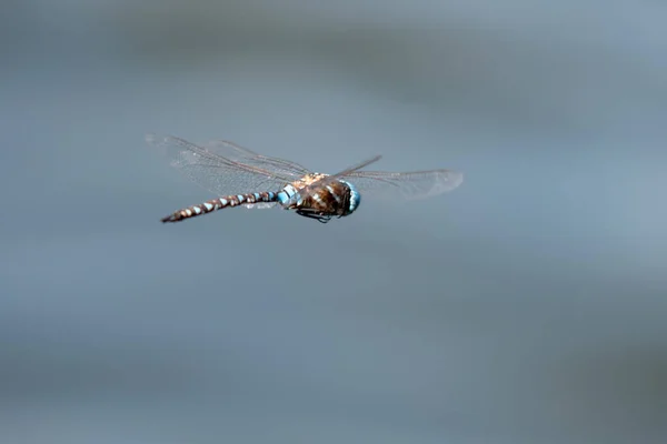 Libellula Colorata Volo Mezz Aria — Foto Stock