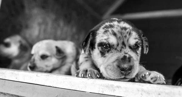 Hét Régi Újszülött Terrier Kölykök Böngészés Körül Kutyaházban — Stock Fotó