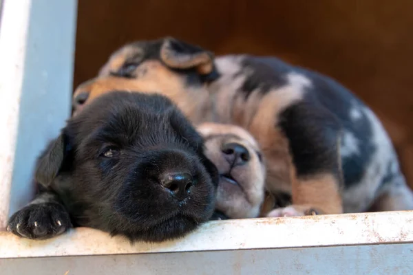 Hét Régi Újszülött Terrier Kölykök Böngészés Körül Kutyaházban — Stock Fotó