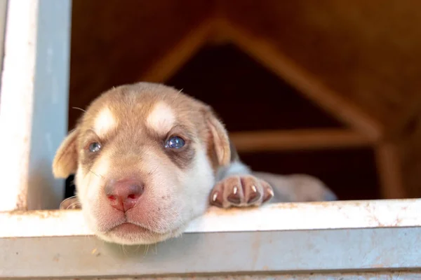 Hét Régi Újszülött Terrier Kölykök Böngészés Körül Kutyaházban — Stock Fotó