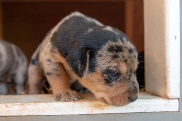 Bir Haftalık Yeni Doğmuş Köpek Yavruları Köpek Kulübesinde Geziniyor — Stok fotoğraf