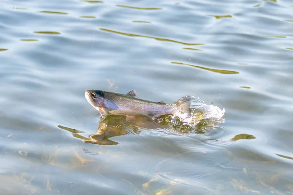 Fishing Trout Small Lake Washington State — Stock Photo, Image