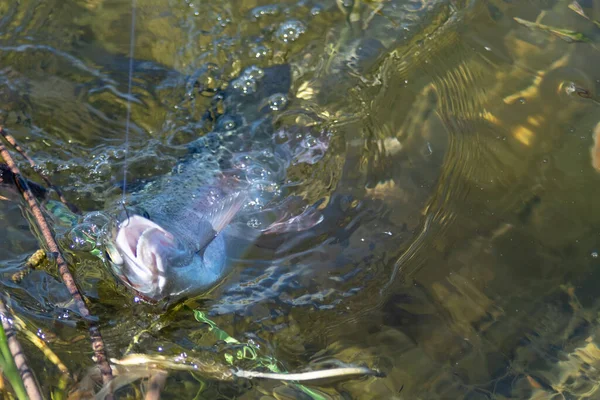 Fishing Trout Small Lake Washington State — Stock Photo, Image