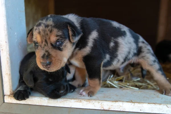 Bir Haftalık Yeni Doğmuş Köpek Yavruları Köpek Kulübesinde Geziniyor — Stok fotoğraf