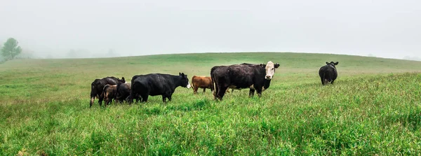 Коровье Поле Дымчатых Горах Северной Каролины — стоковое фото