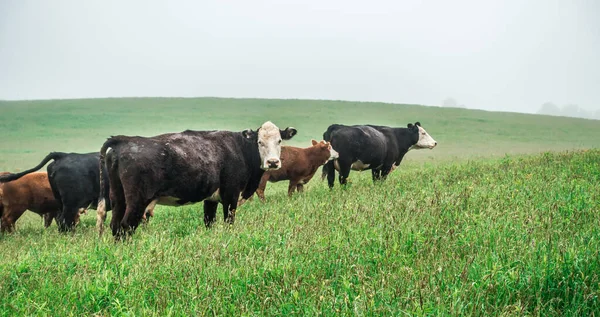 Cow Farm Field Smoky Mountains North Carolina — Stock Photo, Image