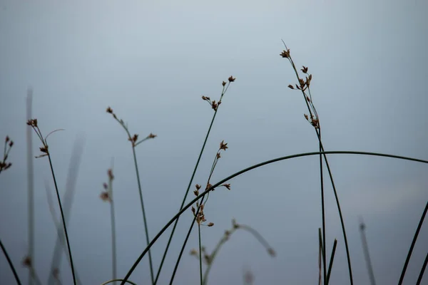 Plantas Verdes Abstratas Por Lago Remoto — Fotografia de Stock