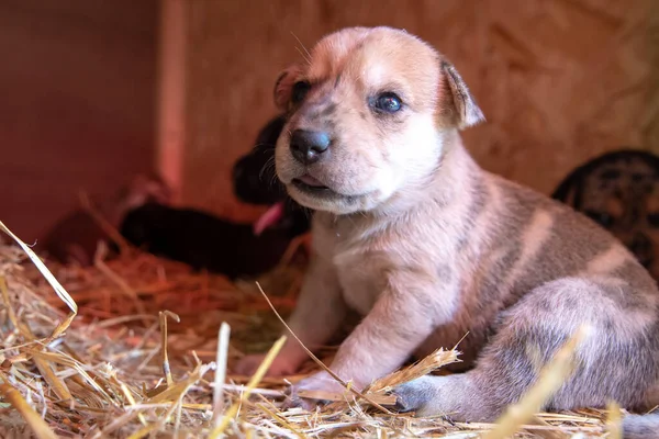 Bir Haftalık Yeni Doğmuş Köpek Yavruları Köpek Kulübesinde Geziniyor — Stok fotoğraf
