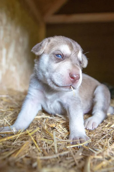Week Oud Pasgeboren Terriër Puppies Bladeren Rond Het Hondenhok — Stockfoto
