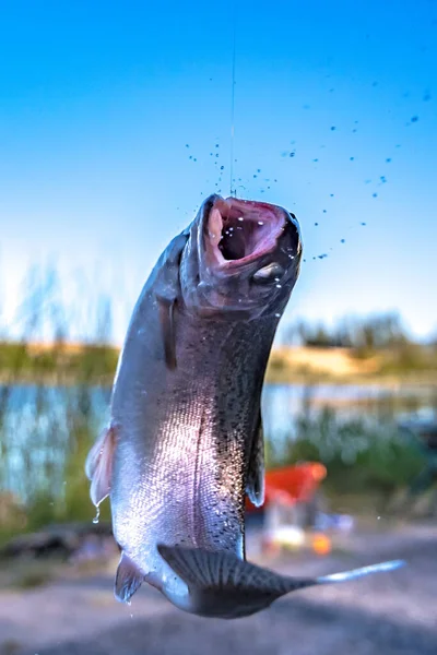 Рыбалка Форель Небольшом Озере Штате Вашингтон — стоковое фото