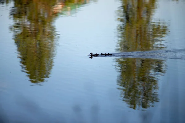 野外一个小湖上的野鸭家族 — 图库照片