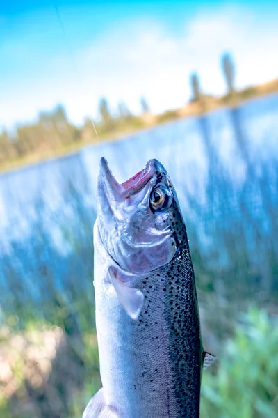 Fishing Trout Small Lake Washington State — Stock Photo, Image