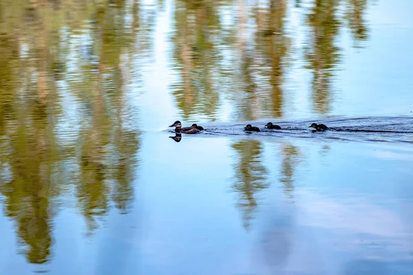 Familj Vilda Ankor Liten Sjö Det Vilda — Stockfoto