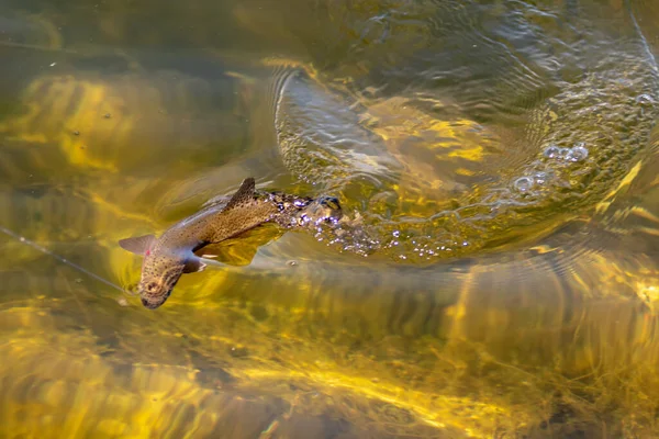 Fishing Trout Small Lake Washington State — Stock Photo, Image