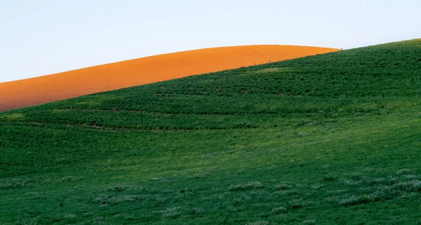 Campos Mágicos Fazenda Trigo Palouse Washington — Fotografia de Stock