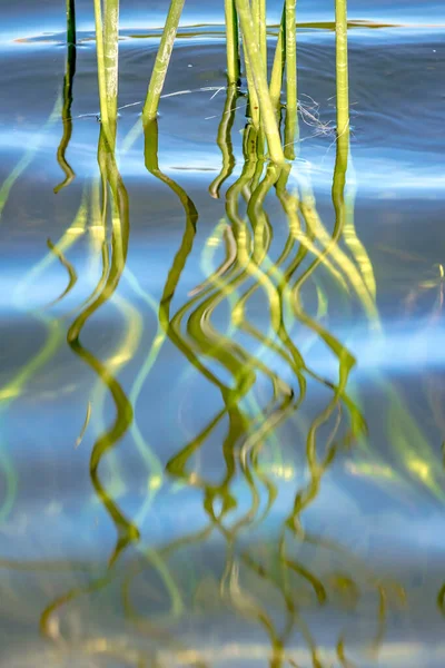 Reed Hijau Oleh Air Danau Abstrak Pagi — Stok Foto