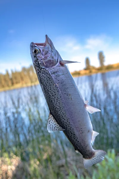 Fishing Trout Small Lake Washington State — Stock Photo, Image