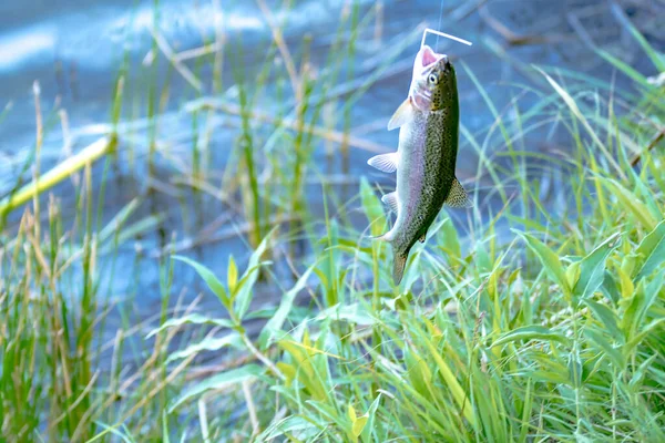 Fiske Efter Öring Liten Sjö Washington — Stockfoto