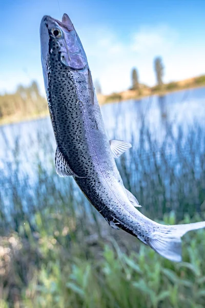 Fishing Trout Small Lake Washington State — Stock Photo, Image