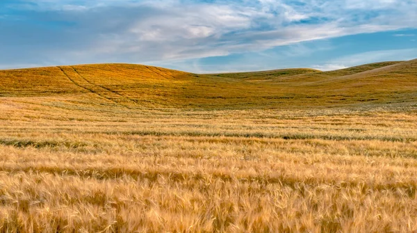 Волшебные Поля Пшеницы Палузе Вашингтон — стоковое фото