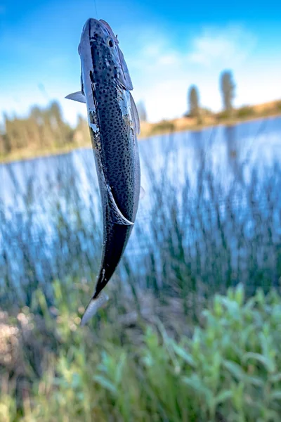 Fishing Trout Small Lake Washington State — Stock Photo, Image