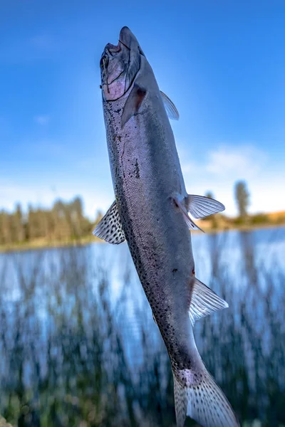 Fishing Trout Small Lake Washington State — Stock Photo, Image