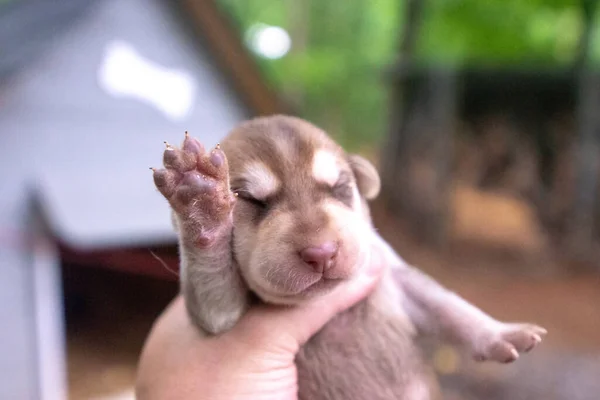 Bir Haftalık Yeni Doğmuş Köpek Yavruları Köpek Kulübesinde Geziniyor — Stok fotoğraf