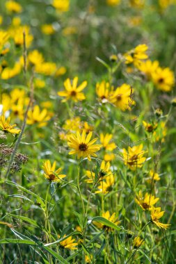 Arka plan güzel, çiçek açan sarı desenler.