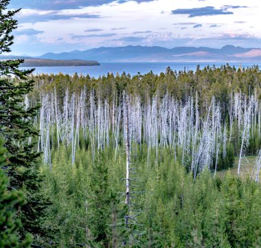 Yellowstone Ulusal Parkı 'ndaki Yellowstone Gölü.