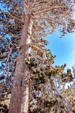 Yosemite Ulusal Parkı 'nda uzun çam ağaçları