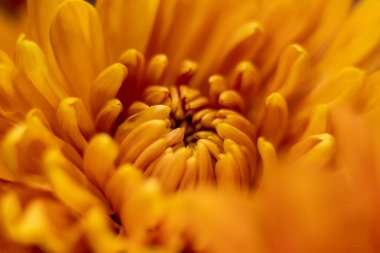 turuncu sonbahar renk kasımpatı çiçeği makrosu